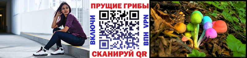 Купить где  Сунжа  Галлюциногенные грибы Psilocybine cubensis 